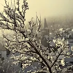 La Belle Auroise *
